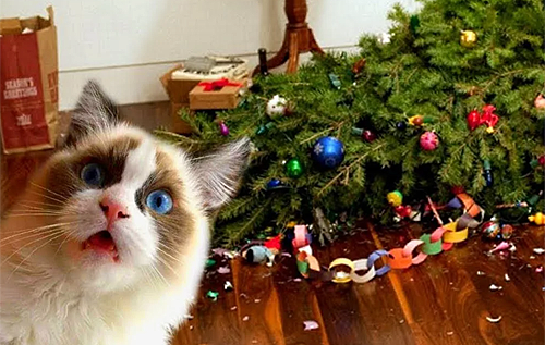 "Думали, не достану?!" Кот добрался до подвесной елки на потолке и рассмешил Сеть. ВИДЕО