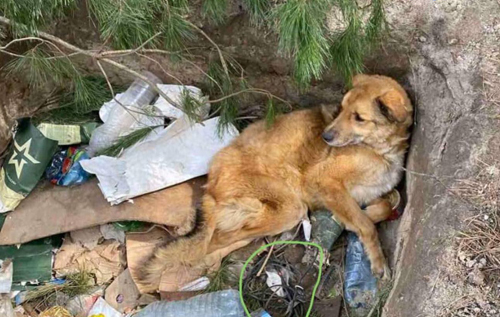 На Київщині в ямі зі сміттям знайшли замінованого пса, він потребує тривалої реабілітації