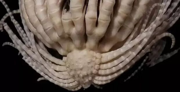 Вчені упіймали новий моторошний вид морських істот із 20 "руками"