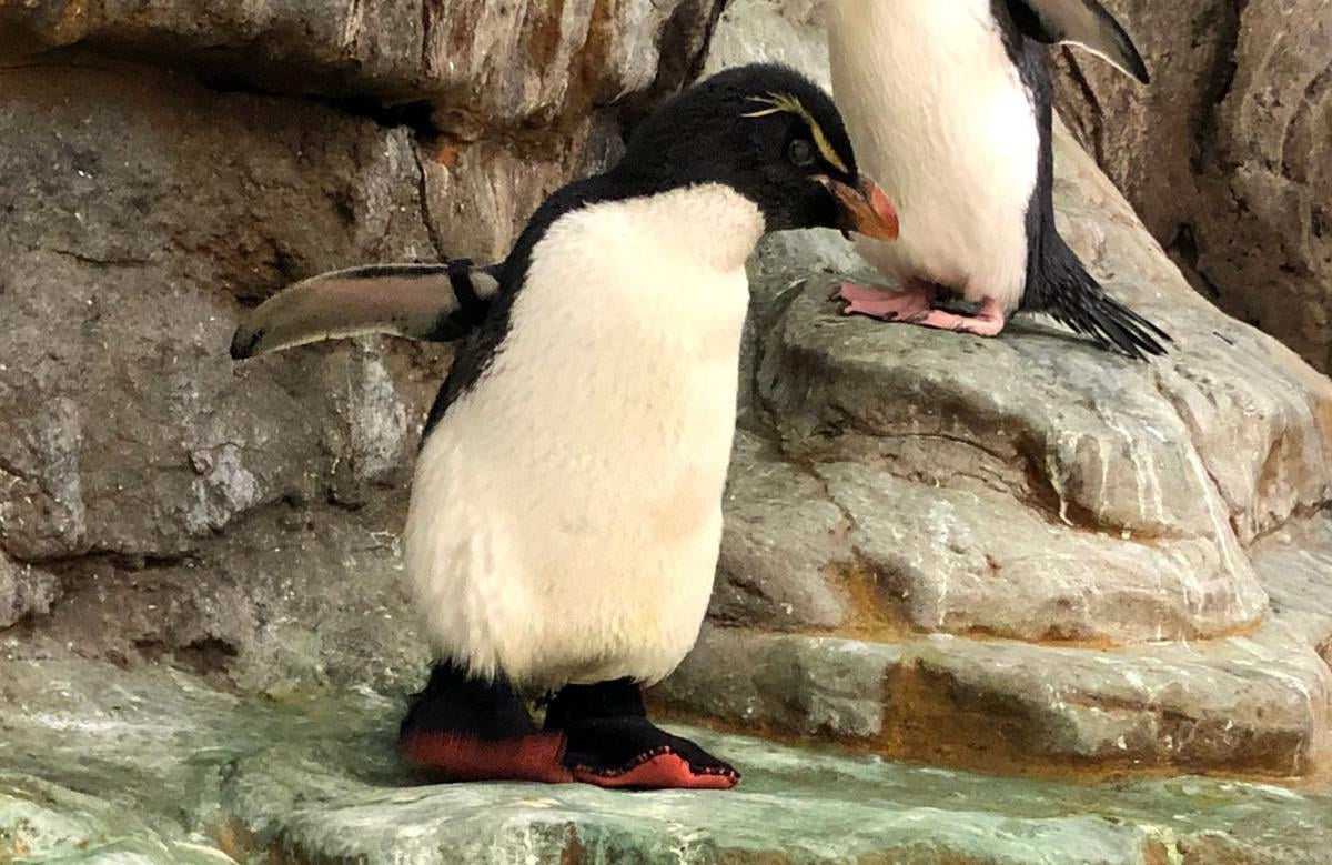 У США старенькому пінгвіну з артритом виготовили черевики. Тепер йому легше ходити