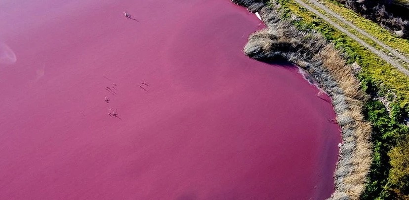 Жахлива краса. Біологи з’ясували, чому лагуна в Аргентині стала яскраво-рожевою