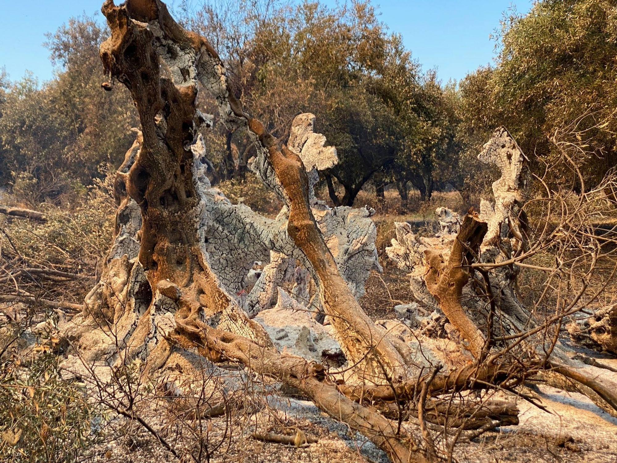 У Греції згоріло 2500-річне дерево, оспіване античними філософами. ФОТО
