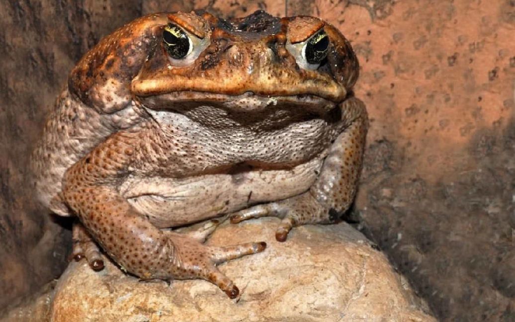 У США відвідувачів парків закликають не облизувати колорадських жаб