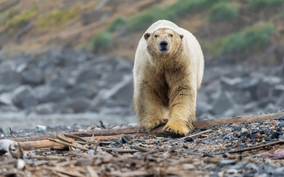 У Росії на білому ведмеді написали Т-34. Експерти переконані, що тепер його чекає голод 