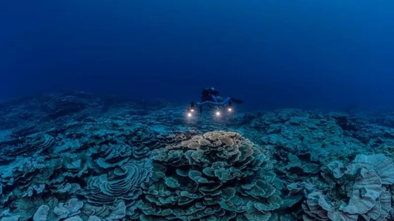Біля берегів Таїті виявили риф з гігантськими коралами у формі квіток троянди. ФОТО