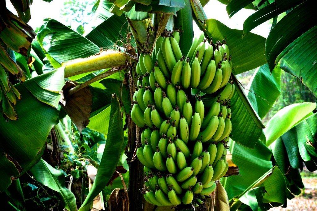Корінні австралійці не полювали, а вирощували банани 2 тисячі років тому — вчені
