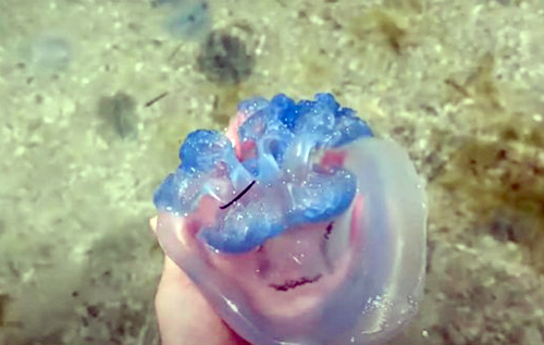 Вчений пояснив аномальну кількість медуз в Азовському морі