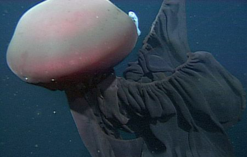 Ученые сняли на глубине гигантского монстра с 10-метровыми щупальцами. ВИДЕО