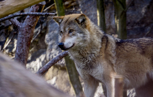 Зоопарк во Франции закрылся после побега стаи волков из вольера