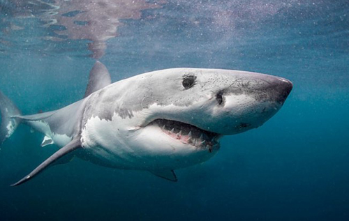 У Єгипті акула напала на туристку і відкусила їй руку та ногу. Жінка померла. ВІДЕО