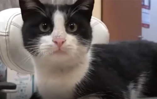 У Туреччині кіт зі зламаною лапою сам прийшов у травмпункт. ВІДЕО
