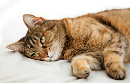 Якщо котик засумував: чи може у домашніх улюбленців з'явитися депресія