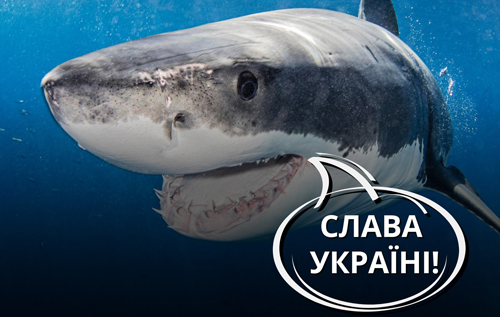 Жарти про акулу: чому зараз для українців це нормально, – думка