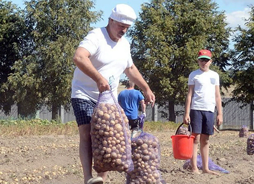 Лукашенко наказав білорусам садити ще більше картоплі