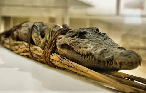 В мумиях крокодилов обнаружили папирусы с литературными произведениями Древнего Египта