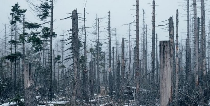 Вчені дізналися, як мертві дерева впливають на вуглецевий цикл Землі