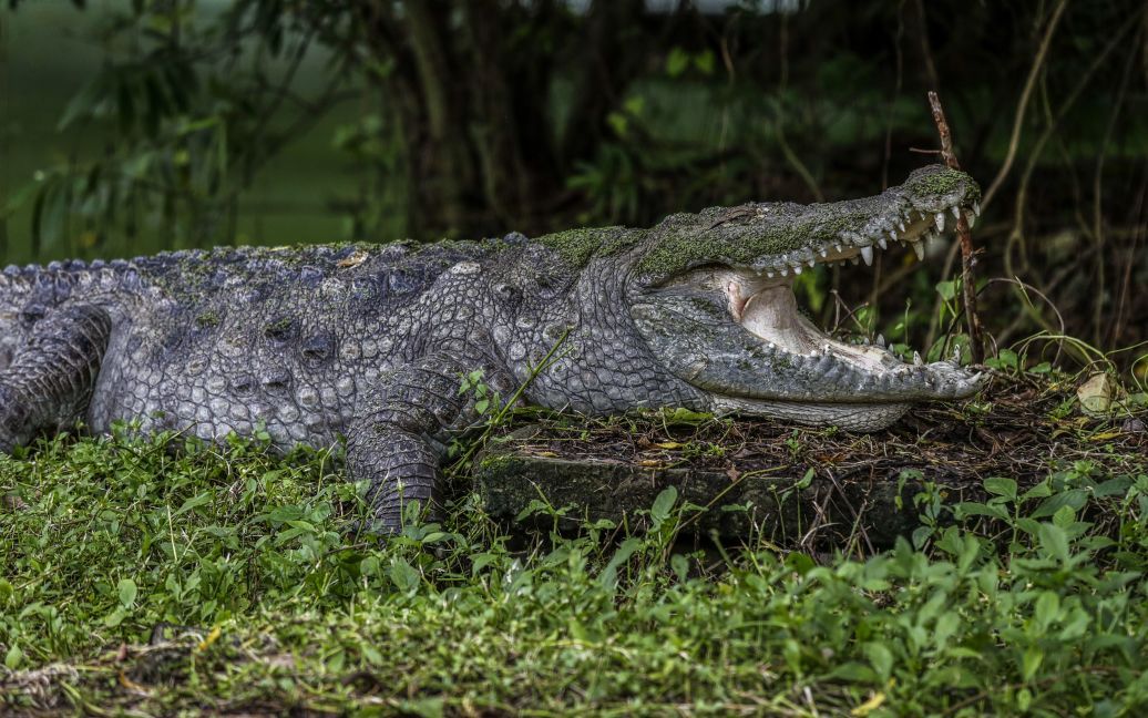 В Австралії чоловік з ножем відбивався від крокодила, поки голова його товариша була в пащі