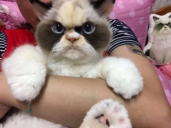 Кошка, самая сердитая, смешная, забавные фото, животные, Тайвань