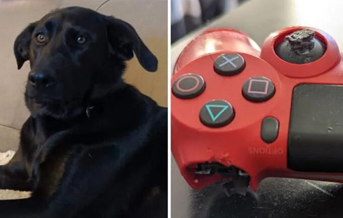 У Канаді собака, поки гриз геймпад господаря, здійснив кілька покупок у PlayStation Store