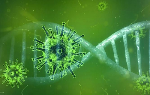 Американские ученые выяснили, как новый коронавирус обманывает старые механизмы защиты клетки человека