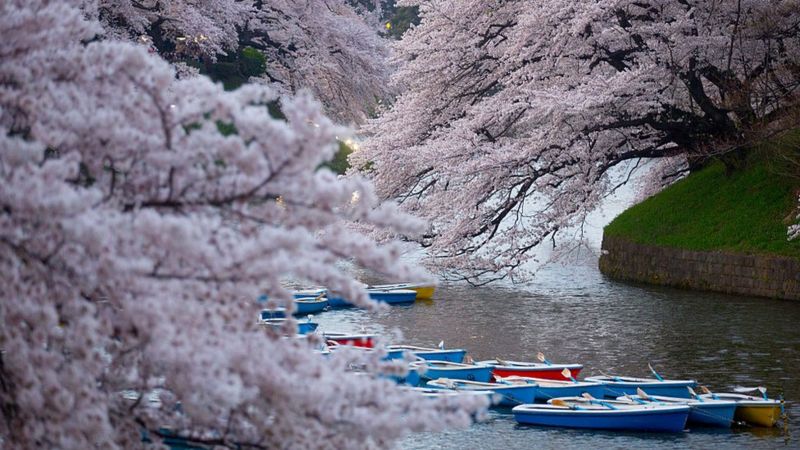 У Японії зацвіла сакура - найраніше за понад тисячу років. ФОТО