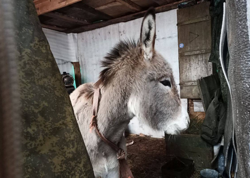 Віслюки в російській армії - це нормально: окупанти створили мем