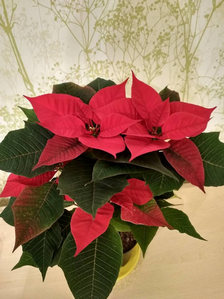 Як зберегти красу пуансетії на всю зиму