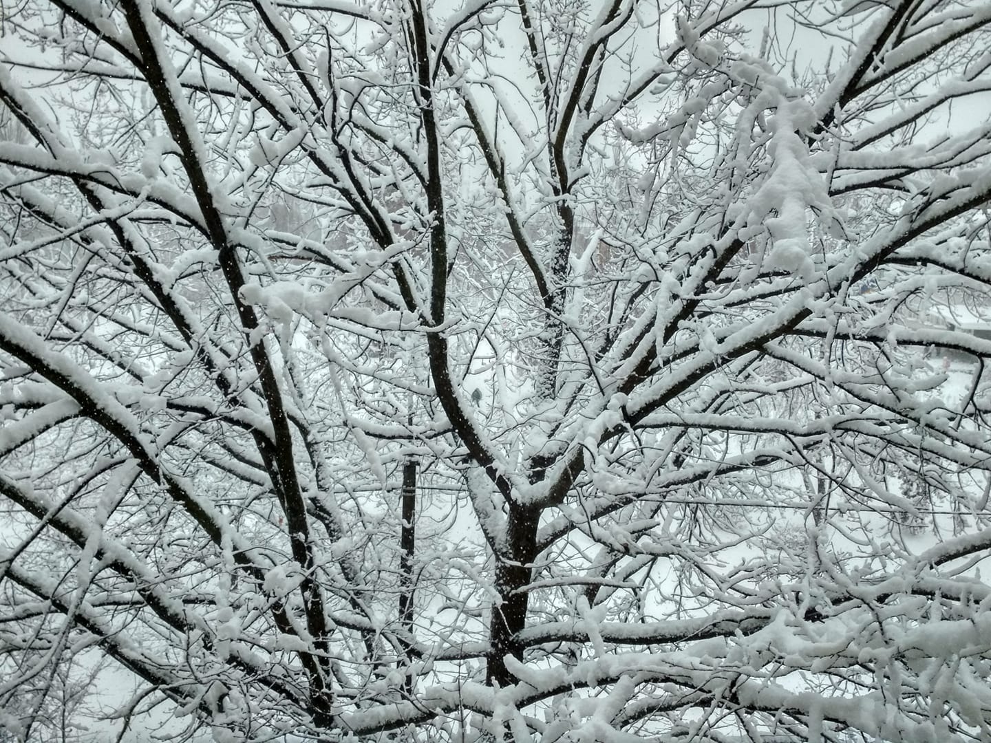 На Новий рік буде морозно та сніжно, – Наталка Діденко 
