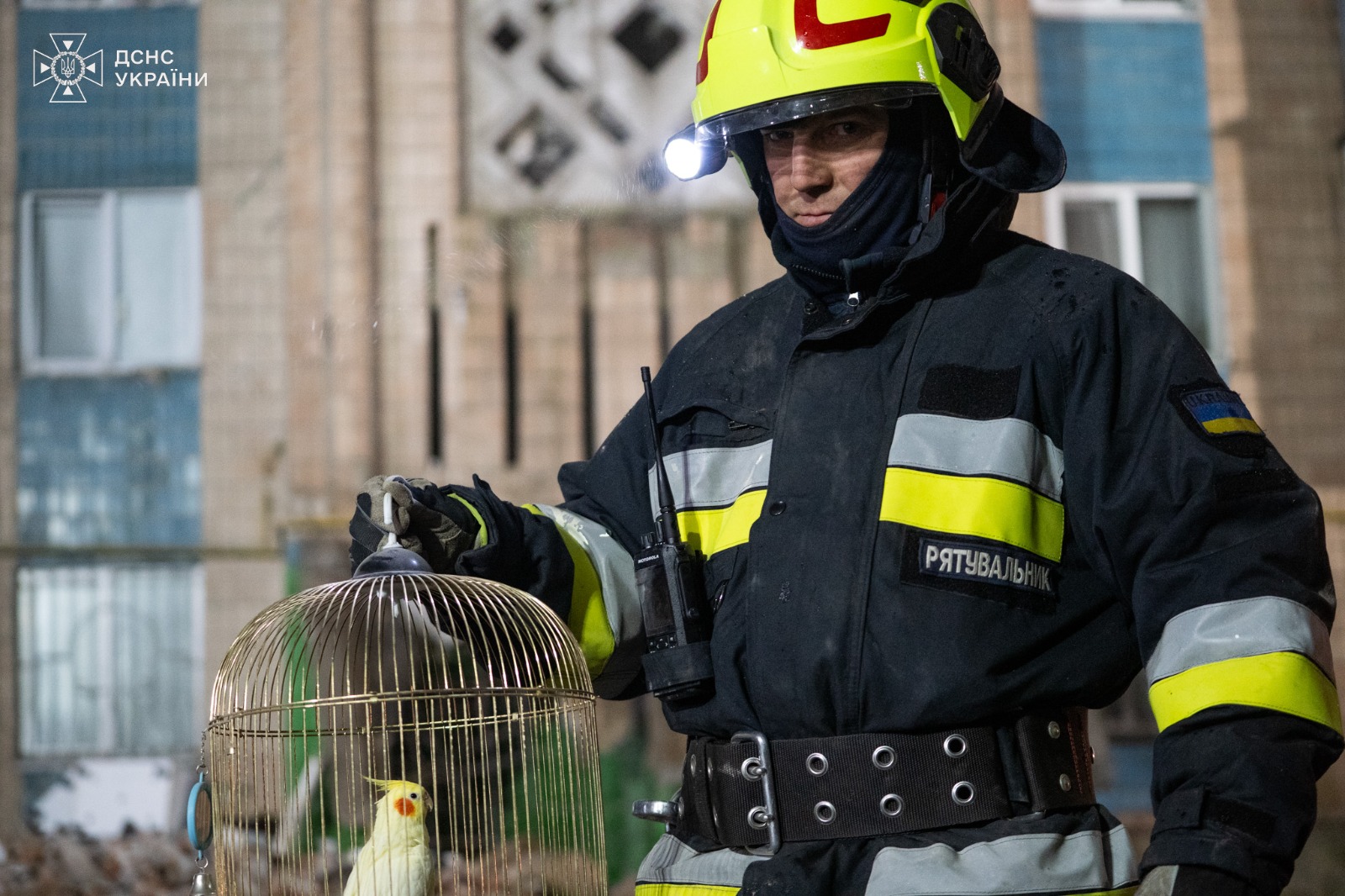 У Тернополі серед руїн багатоповерхівки рятувальники знайшли живого папугу