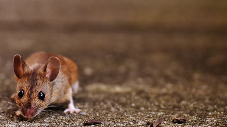 "Миші" мають імена: поліція відкрила справу через розкрадання зерна у Держрезерві