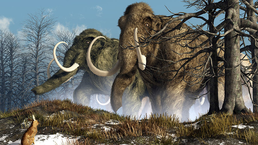 Ученим вдалося виділити найстарішу ДНК мамонтів