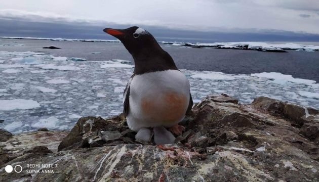 Глобальне потепління вплинуло на популяції пінгвінів в Антарктиді – науковець
