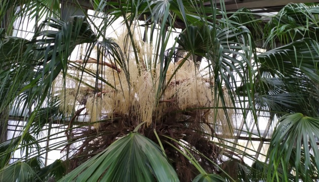У київському ботсаду зацвіла 200-річна пальма. ФОТО 