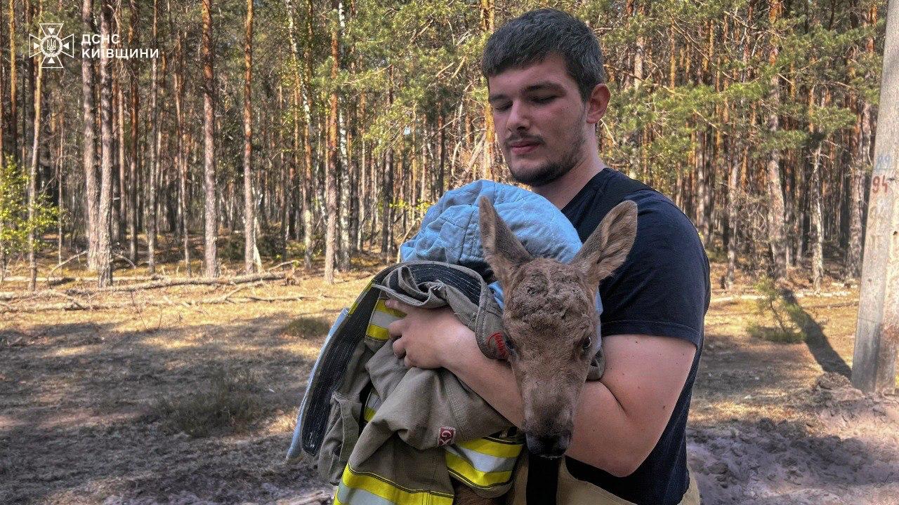 Надзвичайники врятували червонокнижне лосеня зі спаленої землі Чорнобильського лісу