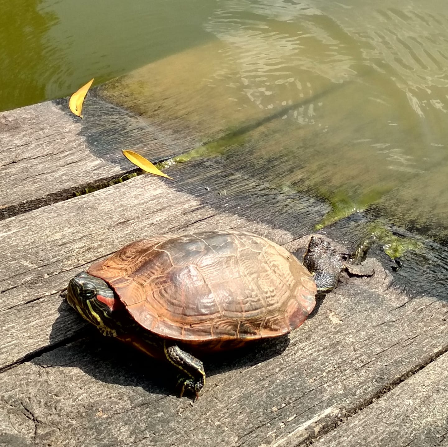 Грійтеся на здоров`я: завтра завершується особливо теплий період і скоро розпочнеться похолодання, - синоптикиня 