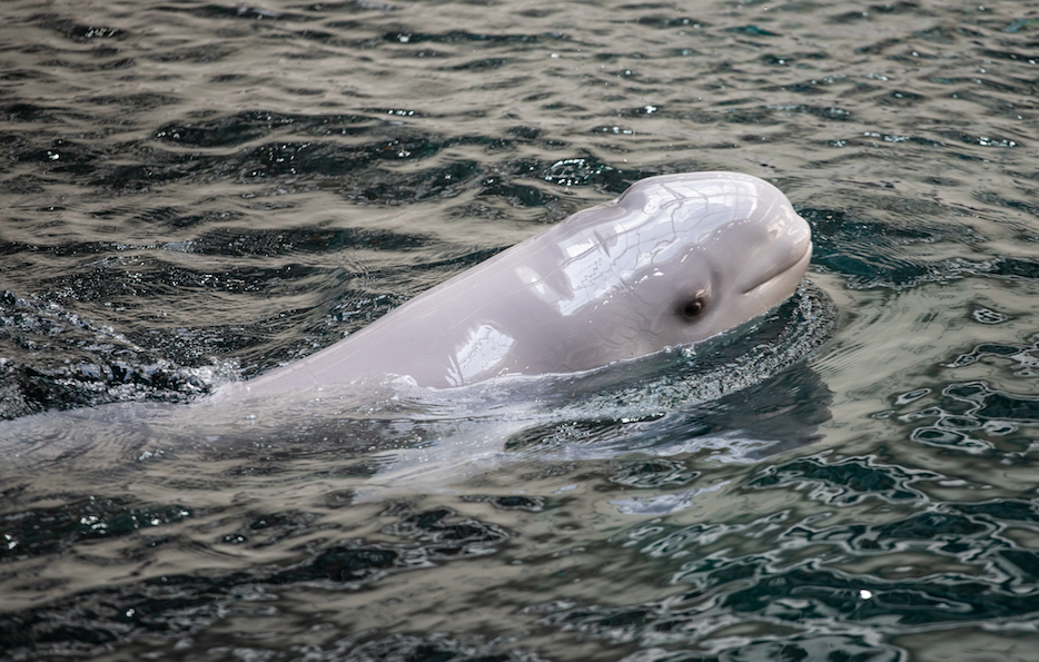 В Атланті народилися дитинча білого кита
