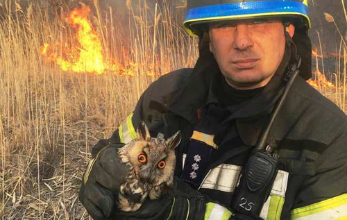 Сгорели сотни животных, гибнут люди: эколог рассказал об ужасающей ситуации в Украине. ВИДЕО
