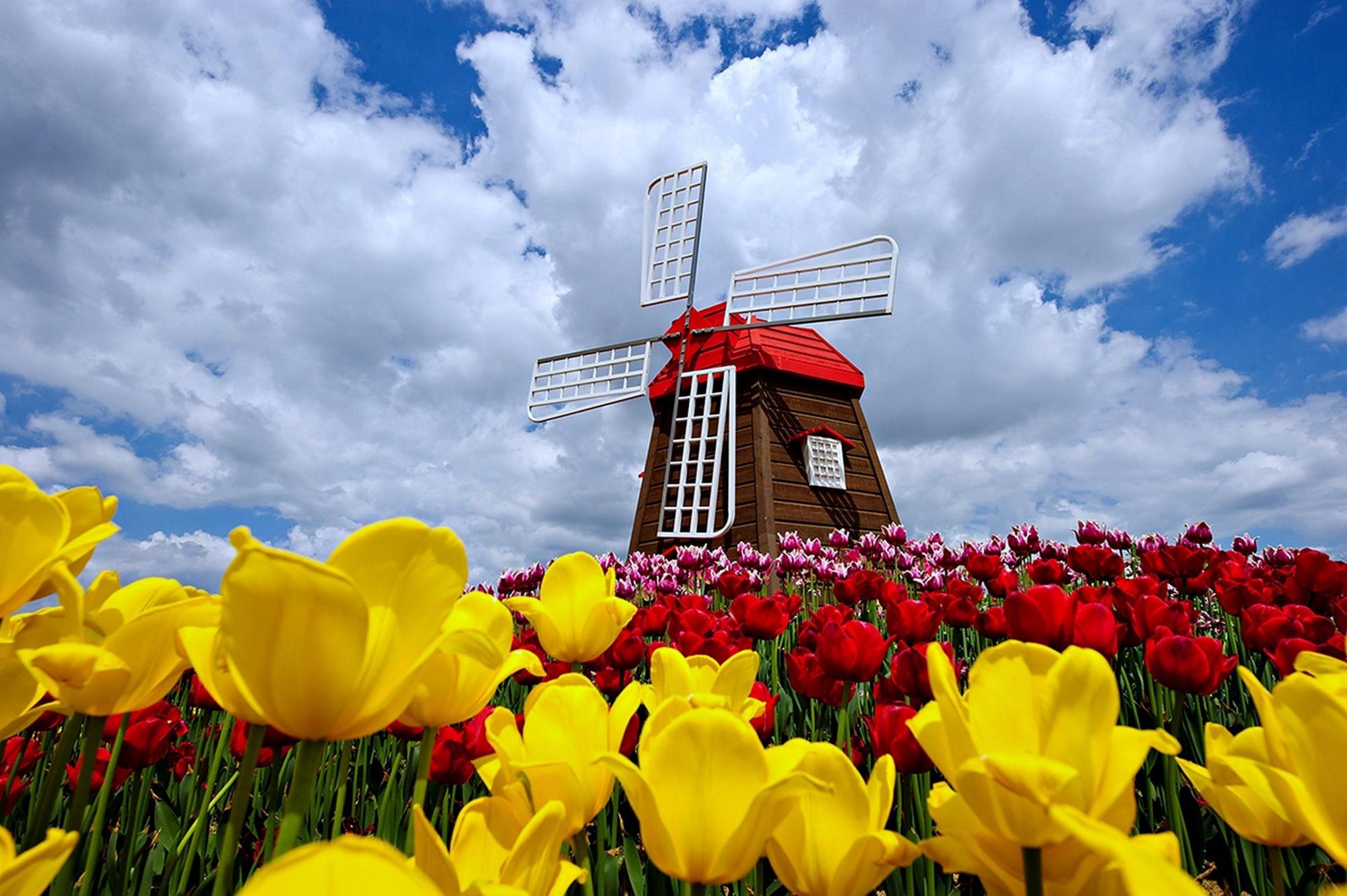 Нидерланды тюльпаны ветряная мельница