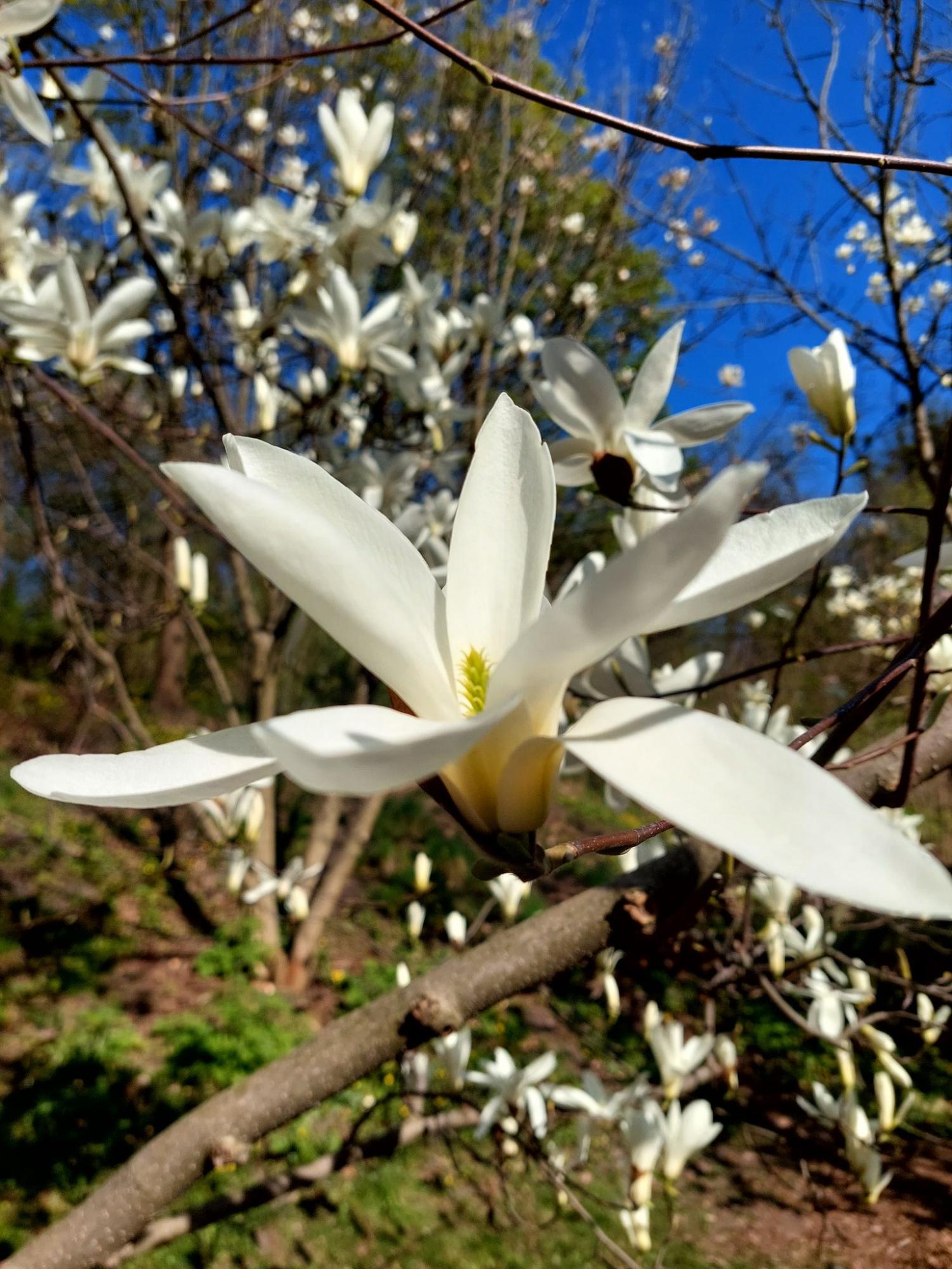 Завтра в Україні буде розкішно тепло, – Наталка  Діденко 