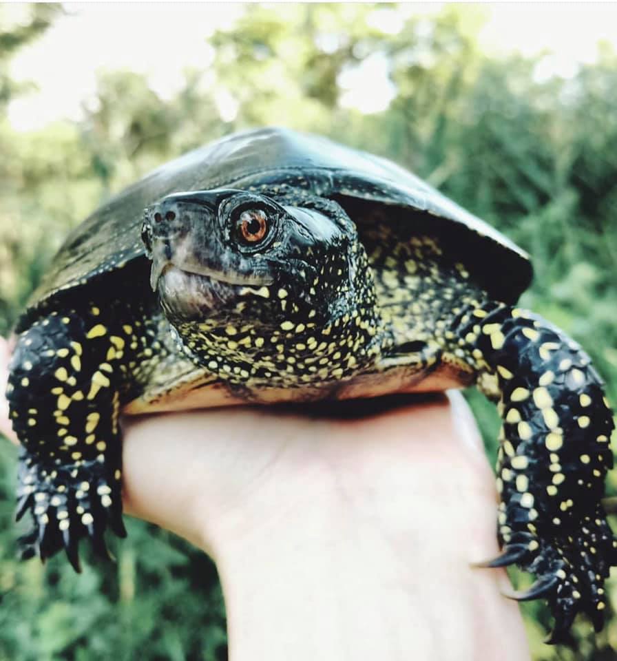 На Дніпропетровщині через підпал трави живцем згоріли 15 черепах. ФОТО