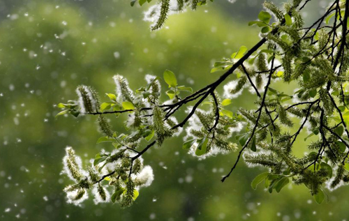 Глобальное потепление усиливает сезонную аллергию на пыльцу