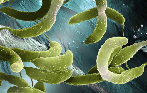 Бактерии могут менять форму, чтобы защититься от антибиотиков