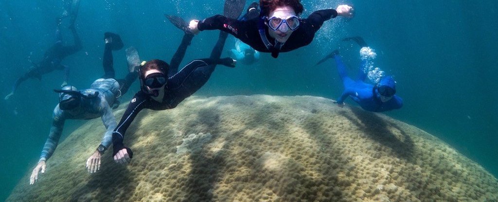 Вчені знайшли найширший корал Великого Бар'єрного рифа. ФОТО