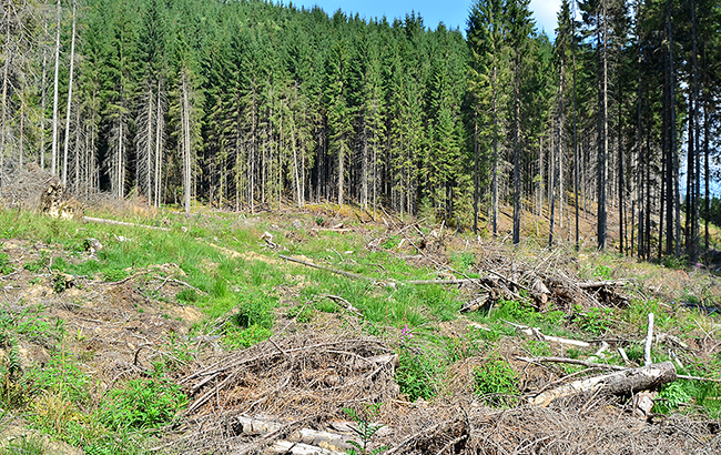 Снєгирьов: Організація незаконної вирубки лісу на Кремінщині була можлива лише за умов "силового" прикриття