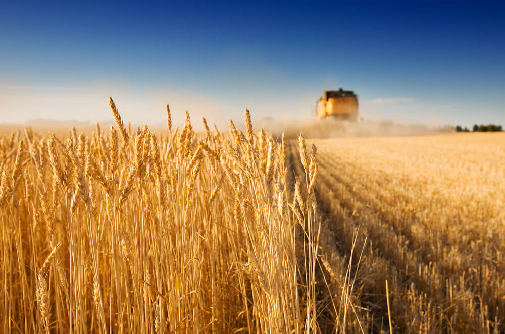 поле уборка пшеницы