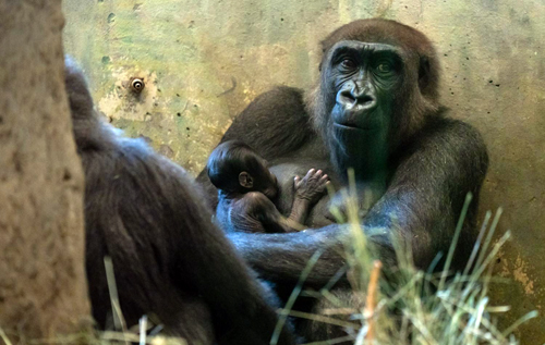 В американському зоопарку восьмирічний самець горили раптово народив дитинча