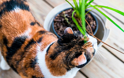 Експертка назвала рослини, які небезпечні для котів