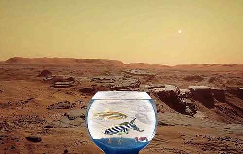 Аквариумная рыбка помогла понять, как человеку долететь до Марса здоровым