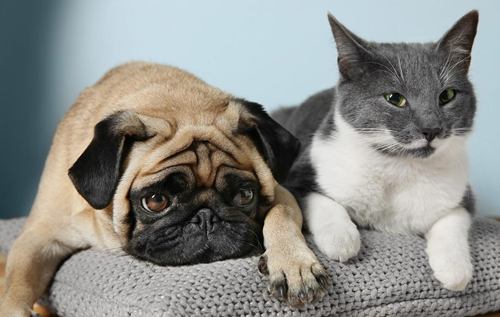 Дружитимуть: породи собак, які відмінно уживаються з кішками