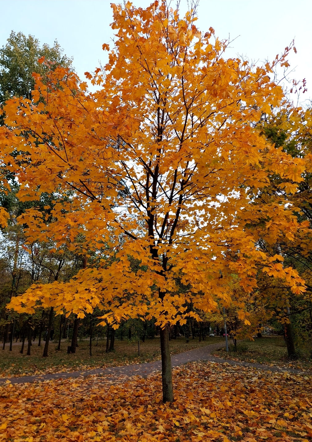 В Україну йде потепління, – синоптикиня Наталка Діденко 
